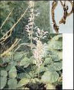 Salvia Miltiorrhiza P.E.